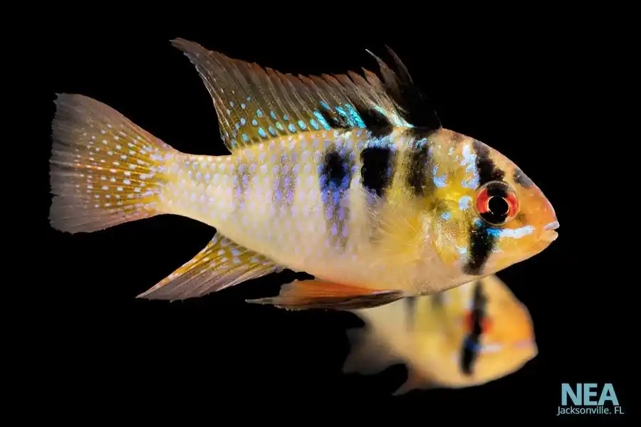 German Blue Ram - Florida Exotic