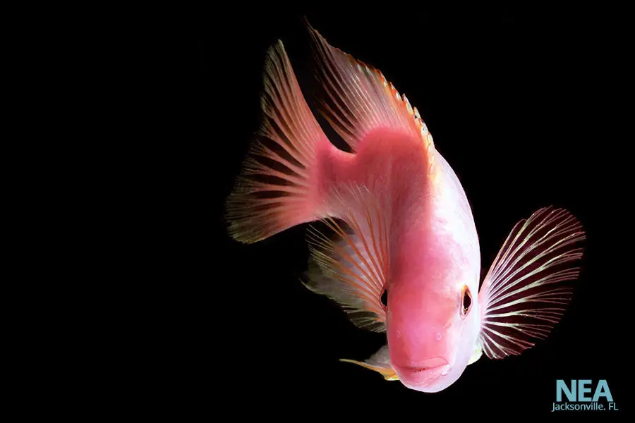 Purple Rose Queen Cichlid - Natural Environment Aquatix