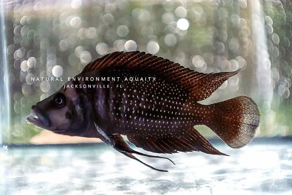 Black Calvus Cichlid - Rick