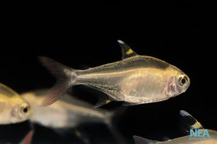 Gold Perstila - 5D Tropical