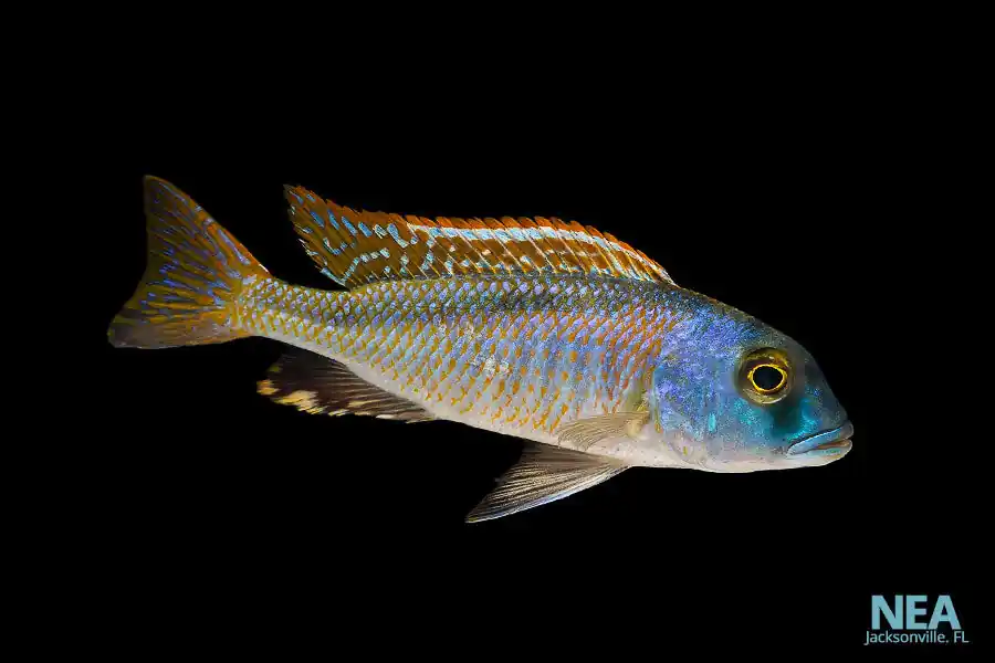 Bucco Nototaenia Cichlid - Natural Environment Aquatix