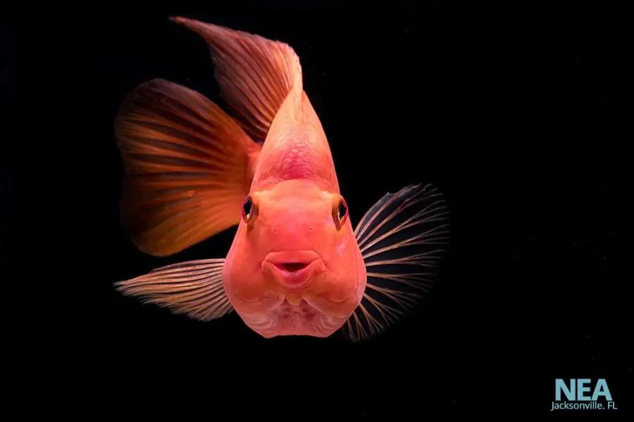 King Kong Parrot Cichlid - Emark Tropical Imports
