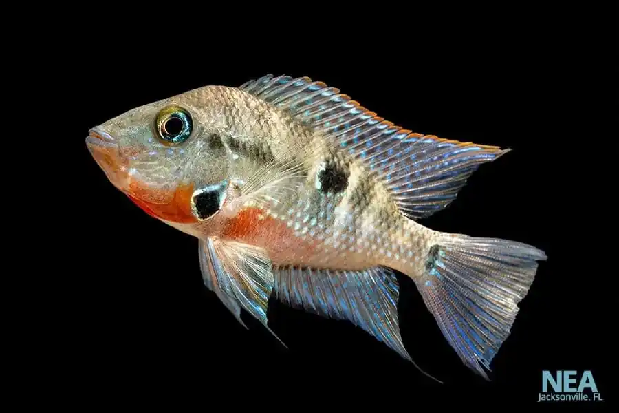 Fire Mouth Cichlid - Carolina Aquatics