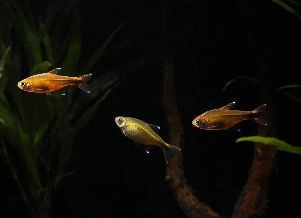 Silver Tip Tetra - Emark Tropical Imports
