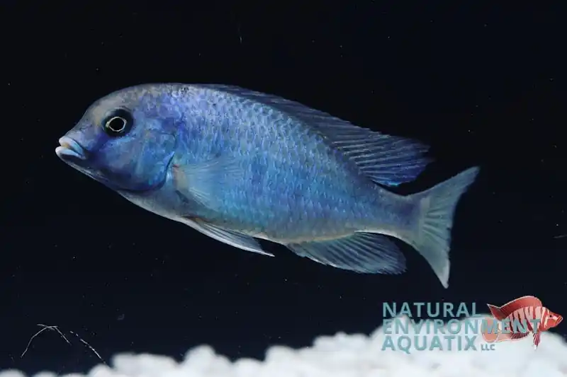 Moorii Dolphin Cichlid - Emark Tropical Imports