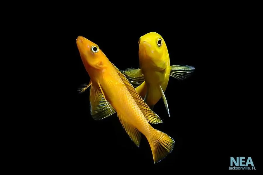 Leleupi Cichlid Small - Cichlid Exchange