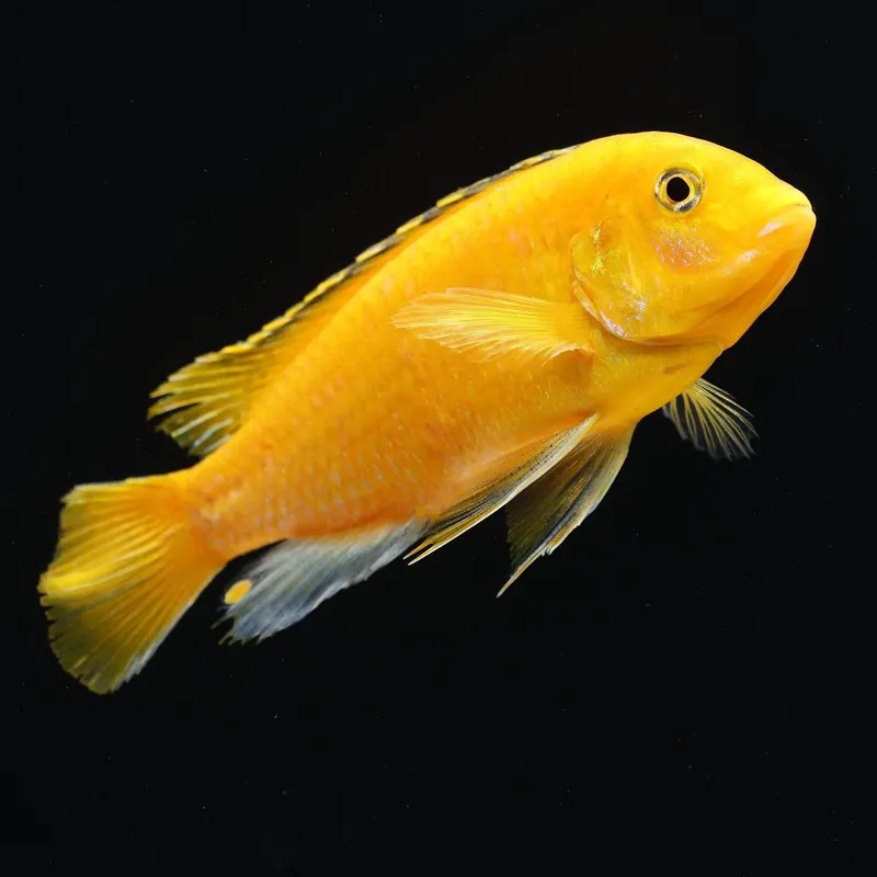 Yellow Labidochromis Cichli - Emark Tropical Imports