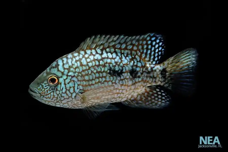 Electric Blue Texas Cichlid - Carolina Aquatics