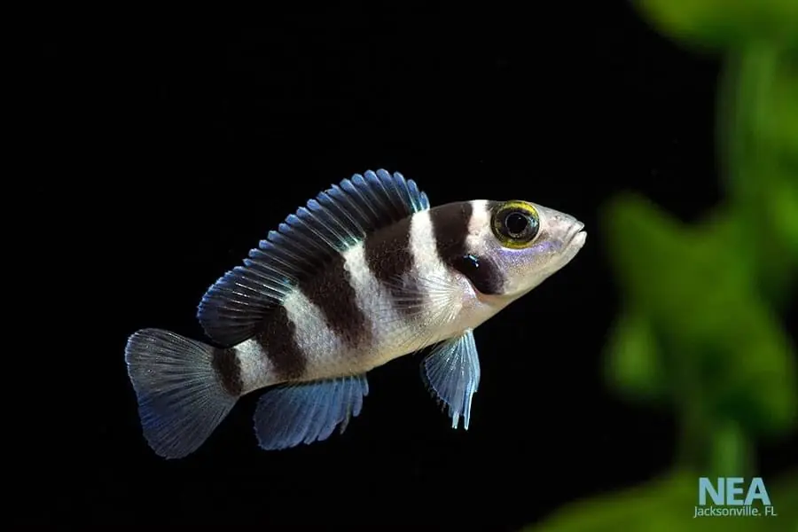 Tretocephalus Cichlid - Rick