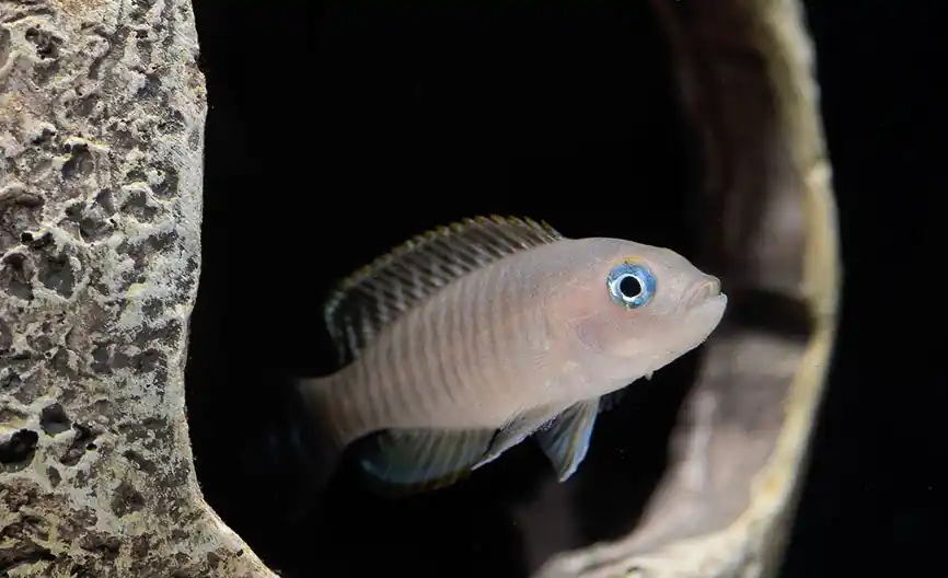 Multifasciatus Cichlid - Rick
