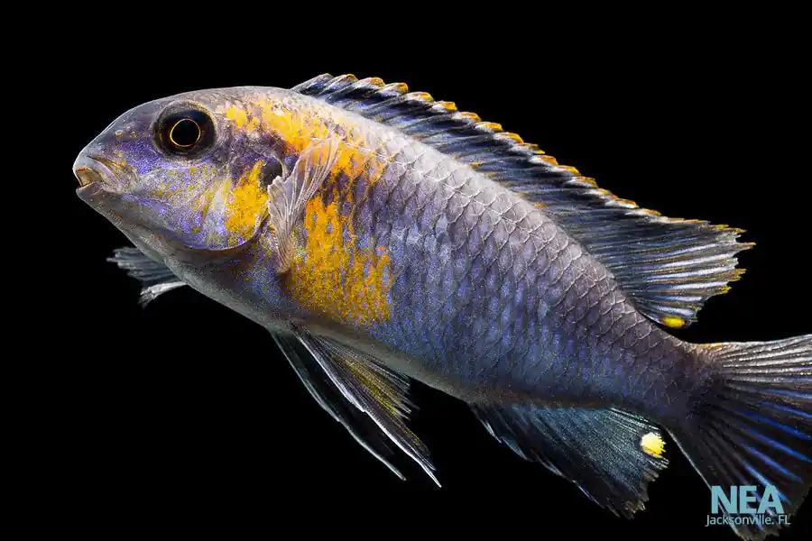 Red Face Mac Cichlid - Natural Environment Aquatix