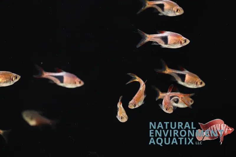 Harlequin Rasbora - Emark Tropical Imports