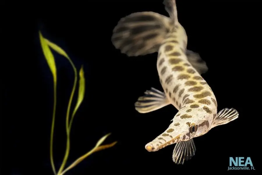 Spotted Florida Gar - Predatory Fins