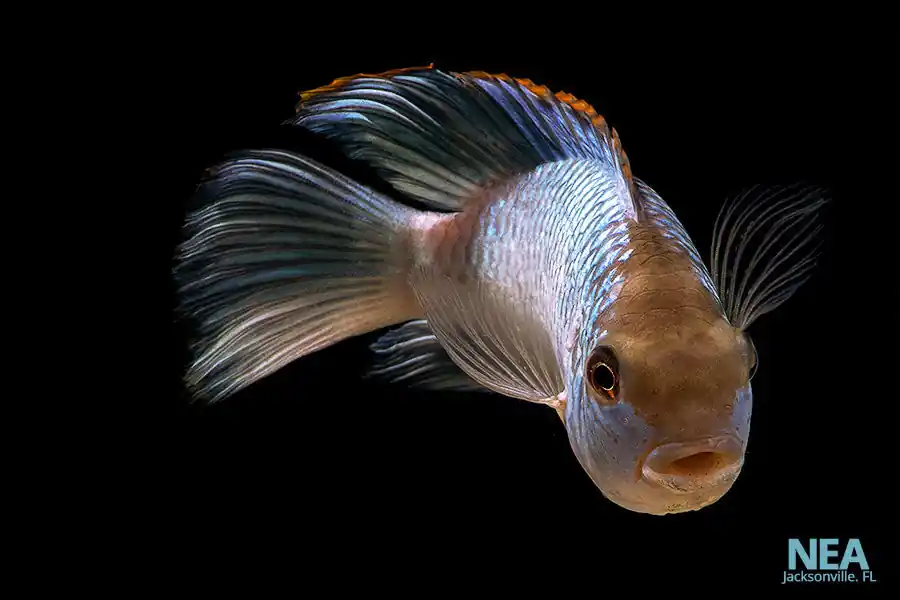 Electric Blue Acara Cichlid - Cichlid Exchange