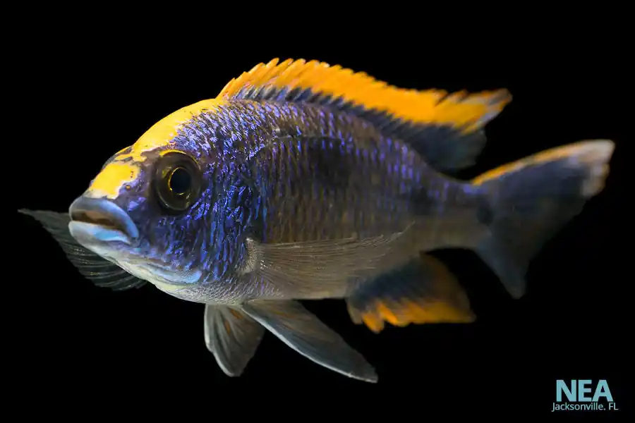 Yellow Blaze lithobate Cichlid - Emark Tropical Imports
