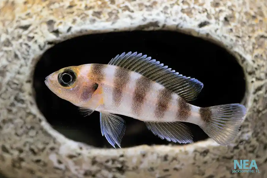 Neolamp. Fasciatus Cichlid - Cichlid Exchange
