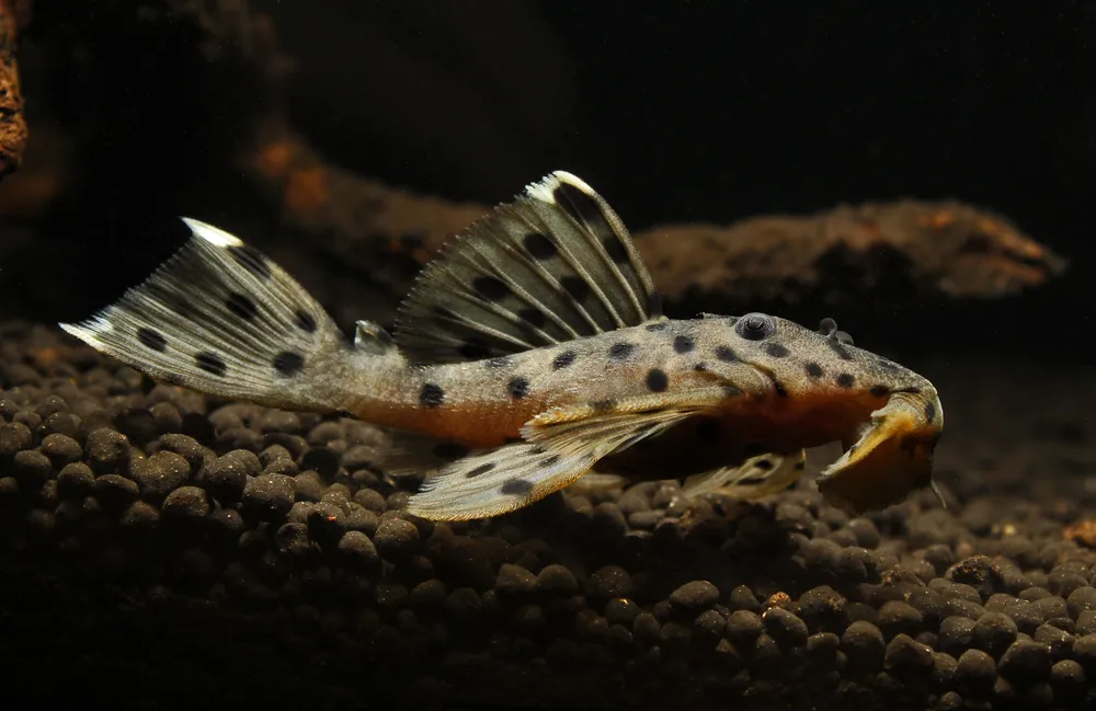 Grey Leporacanthicus "Sultan" L 264 Plecostomus - Cichlid Exchange