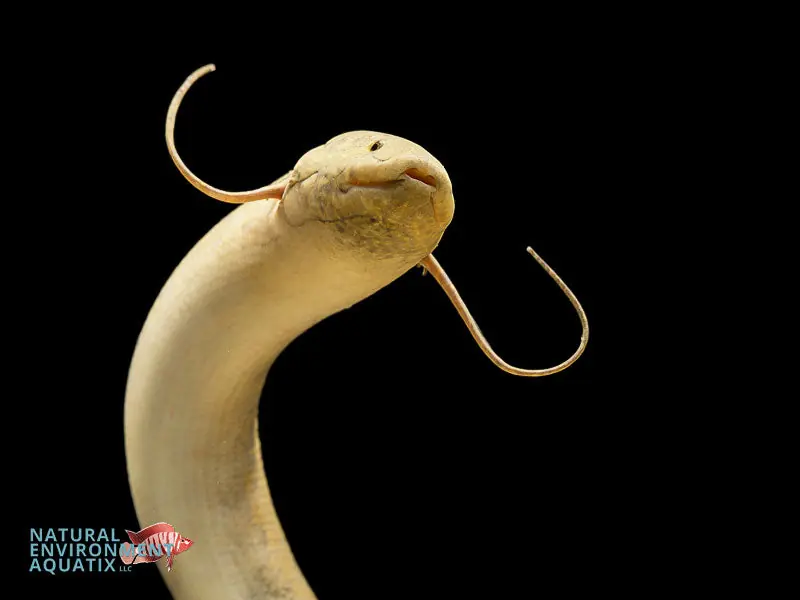 African Lungfish - Carolina Aquatics