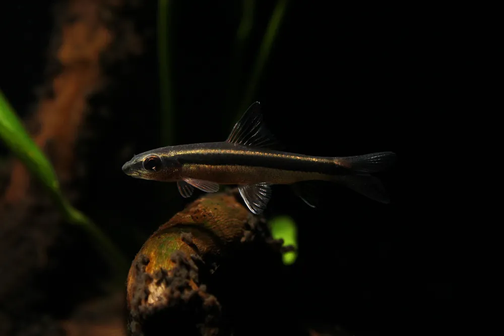 Siamese Algae Eater - Cichlid Exchange