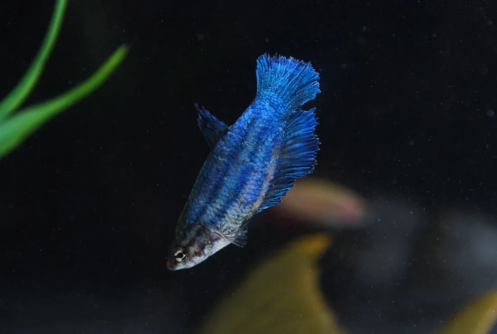 Assorted Female Betta Fish - Emark Tropical Imports