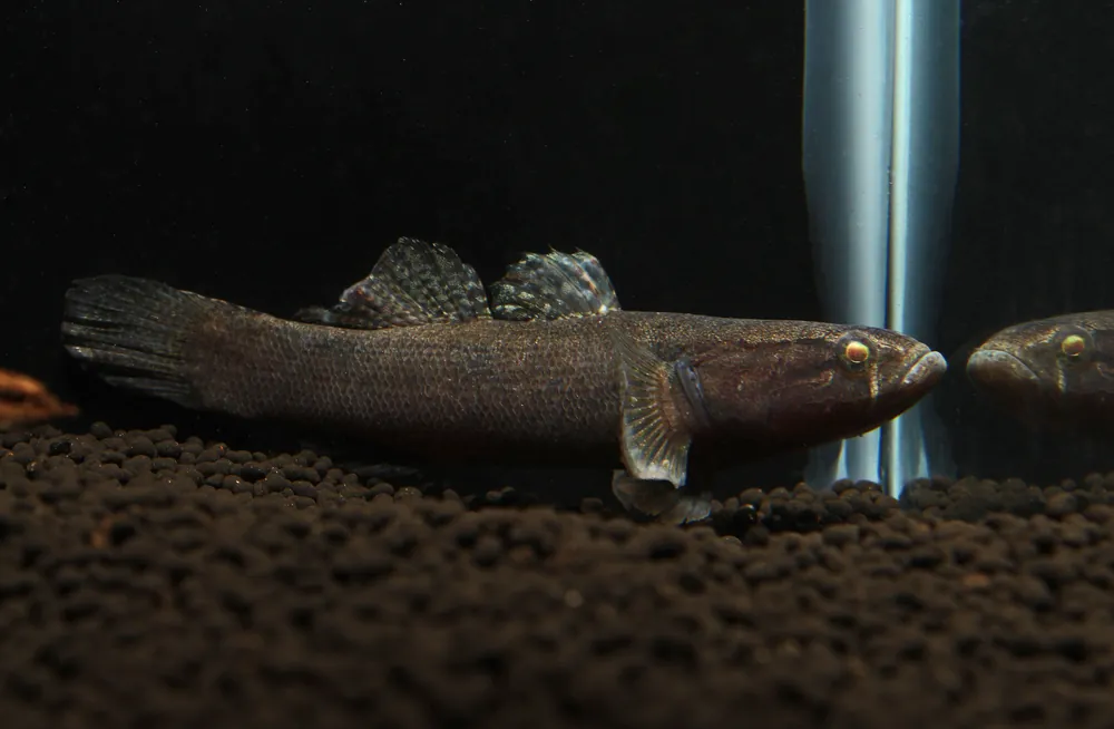 Water Cow Goby Small - Segrest