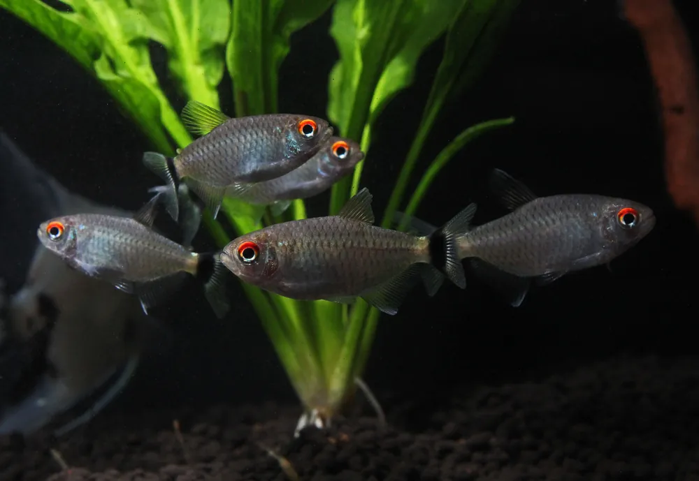 Red Eye Tetra - 5D Tropical