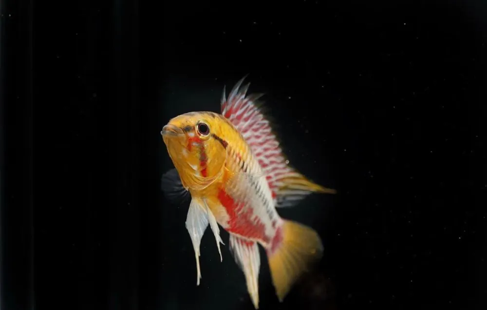 Apistogramma Hongsloi - Cichlid Exchange
