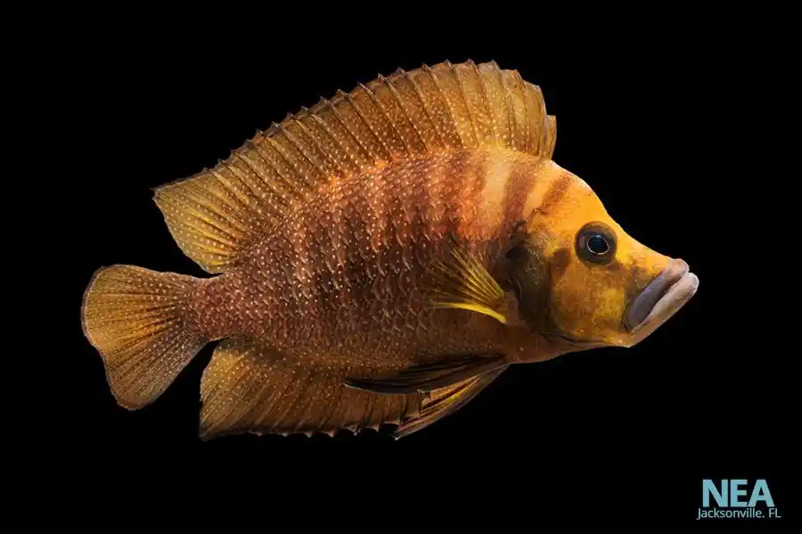 Yellow calvus Cichlid - Natural Environment Aquatix