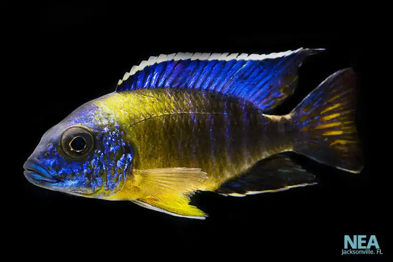 Bi-Color Peacock Cichlid Male Large