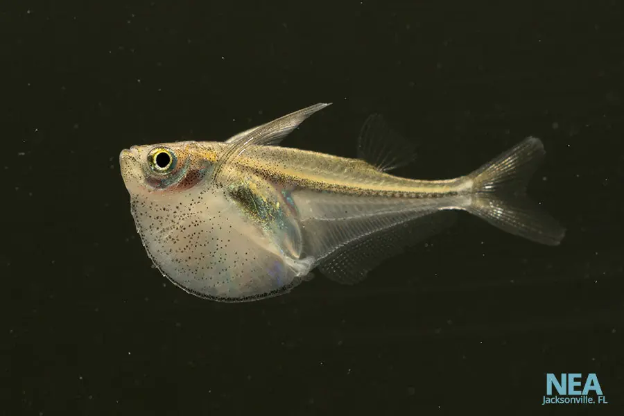 Pygmy Hatchetfish - Cichlid Exchange