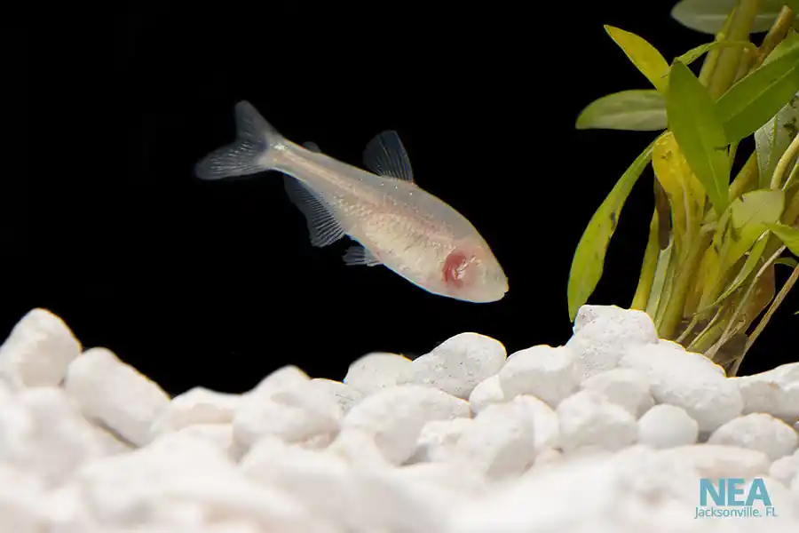 Blind Cave Tetra - Natural Environment Aquatix