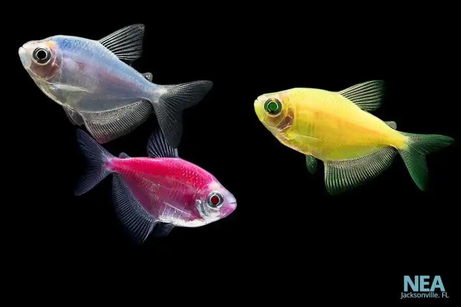 Glofish Tetra - Carolina Aquatics