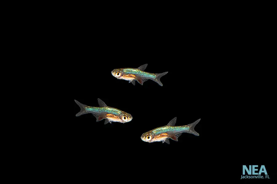 Blue Neon Rasbora - Natural Environment Aquatix