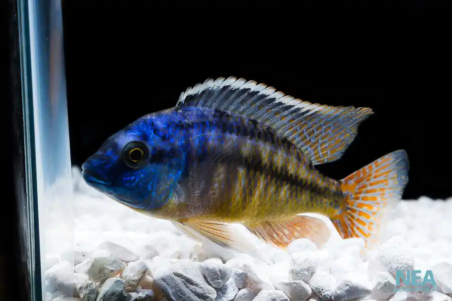 Red Empress Cichlid Male Large - Natural Environment Aquatix