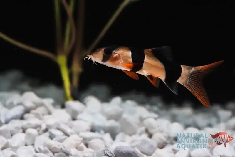 Clown Loach - Cichlid Exchange