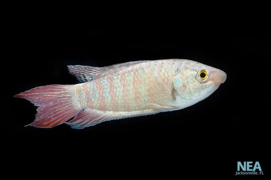 Blue Paradise Gourami - Emark Tropical Imports