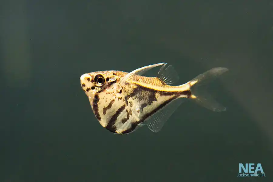 Marble Hatchetfish - Emark Tropical Imports