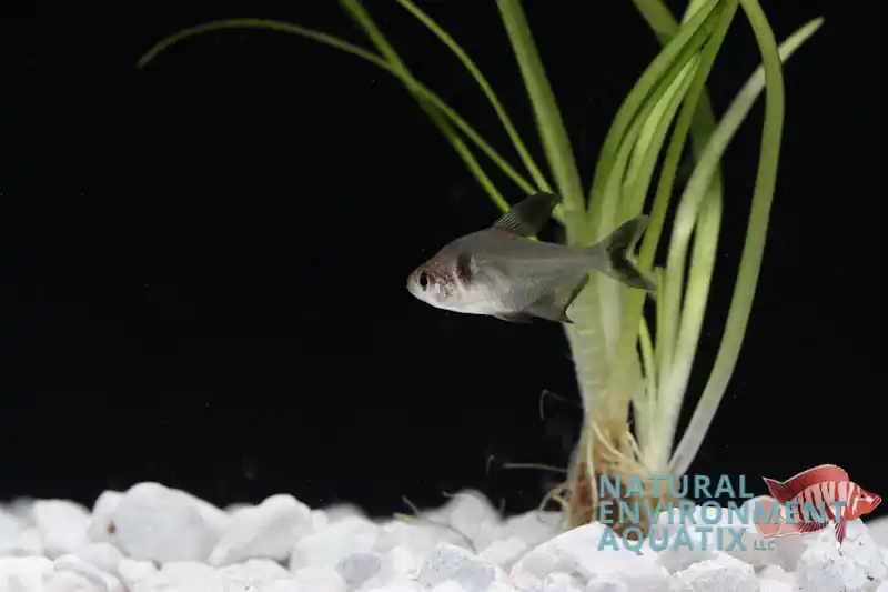 Black Phantom Tetra - Cichlid Exchange
