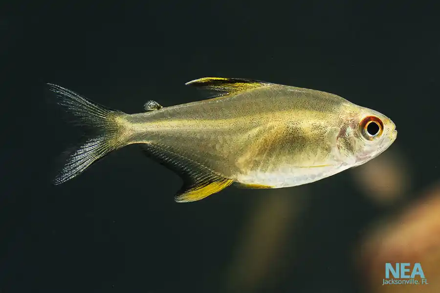 Lemon Tetra - Emark Tropical Imports