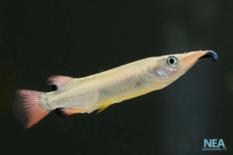 Celebese Halfbeak - Cichlid Exchange