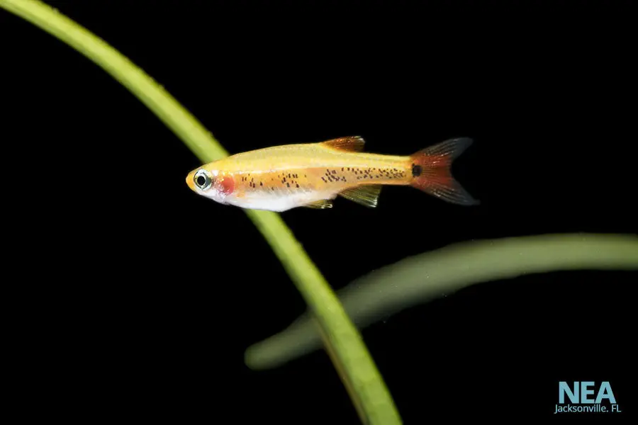 Gold White Cloud - Cichlid Exchange