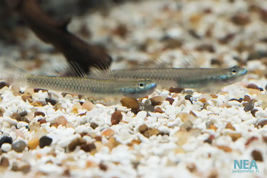 Neon Stiph. Goby - Natural Environment Aquatix