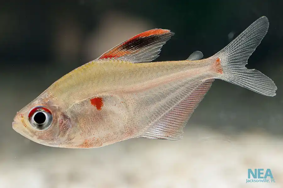 Bleeding Heart Tetra - Emark Tropical Imports