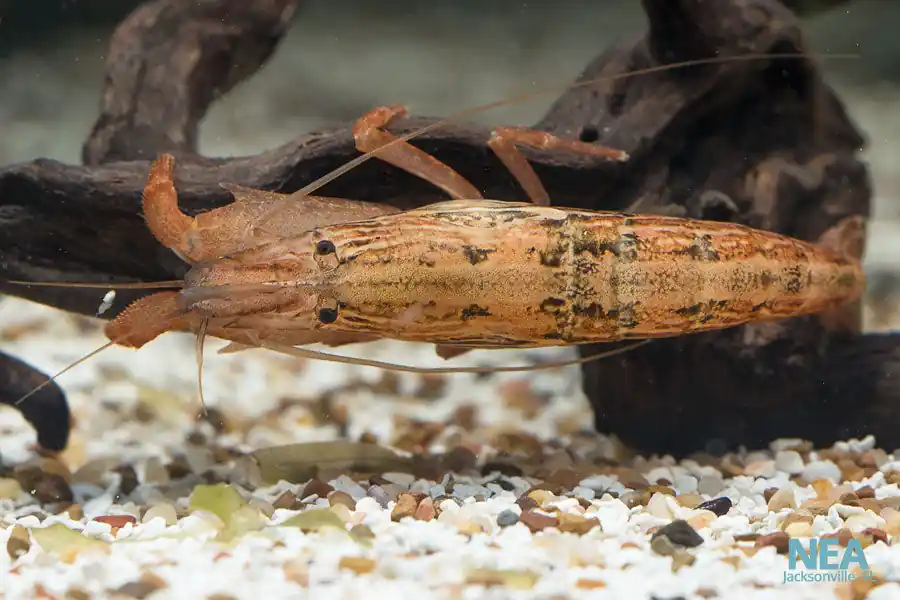 Singapore Shrimp - Central Pet