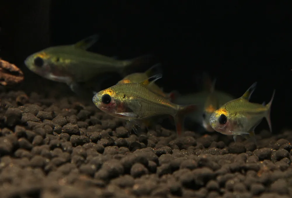 X Ray Tetra - 5D Tropical