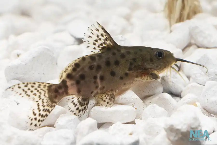 Synodontis Lace Catfish - Natural Environment Aquatix