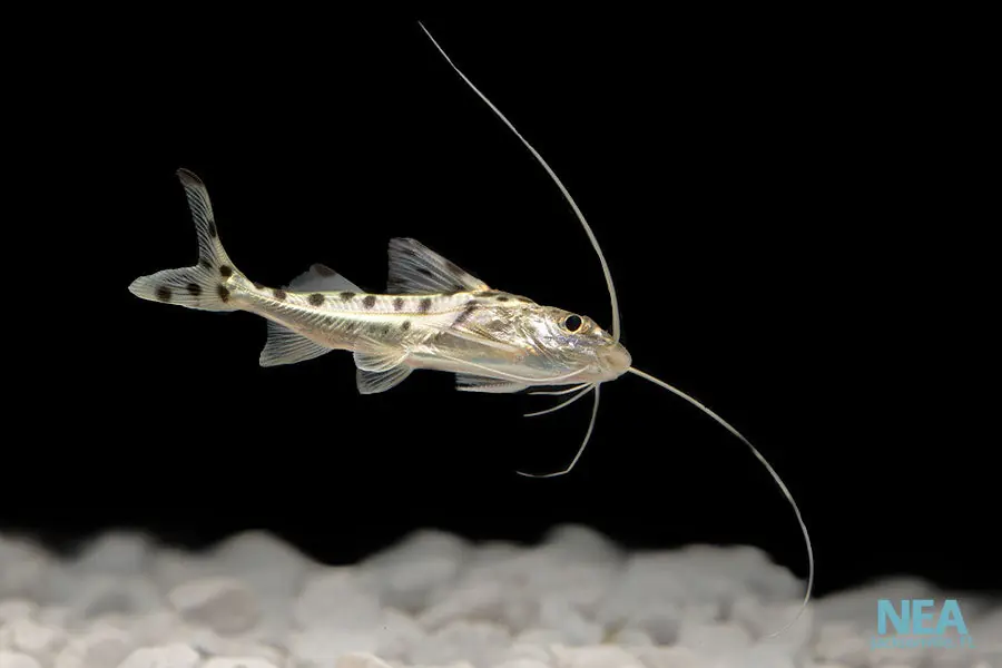 Polka Dot Pictus Catfish - Predatory Fins