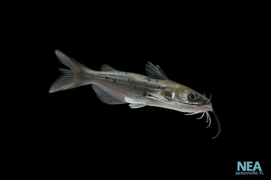 Blue Channel Catfish - Natural Environment Aquatix