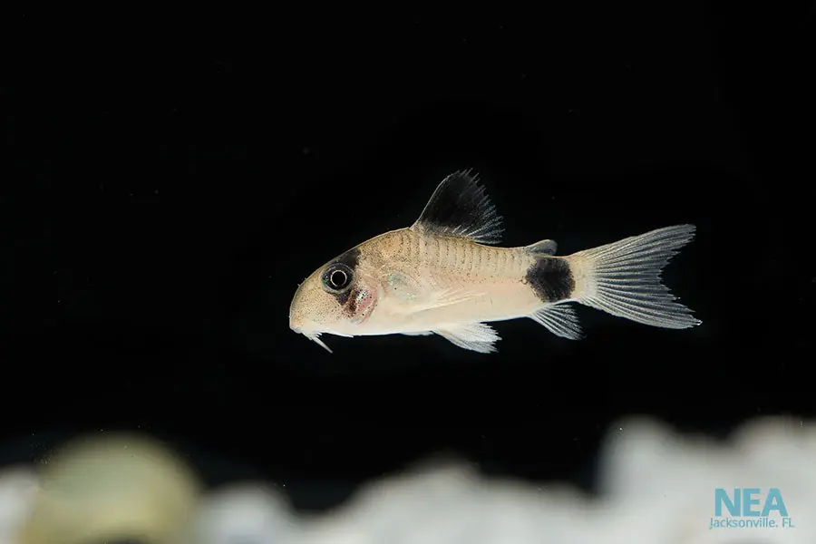 Panda Corydoras Catfish - Emark Tropical Imports
