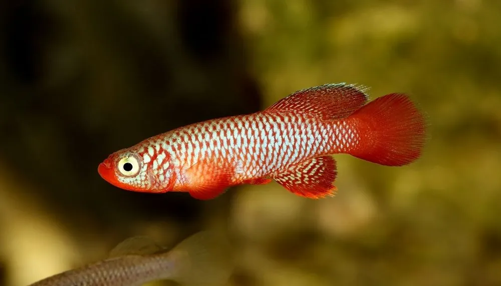 Kisaki Killifish Pair - Cichlid Exchange